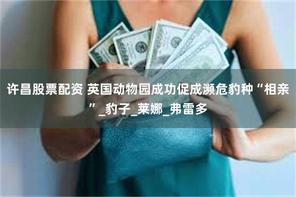 许昌股票配资 英国动物园成功促成濒危豹种“相亲”_豹子_莱娜_弗雷多